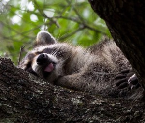 Create meme: raccoon hug, enotik, raccoon gargle