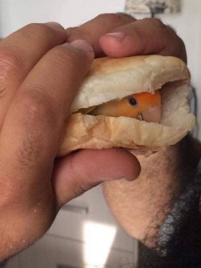 Создать мем: гамбургер с мясным хлебом глобус, попугай в бутерброде мем, жук который ест бургер со слезами