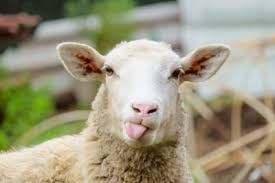 Создать мем: sheep, баран животное, лицо овцы