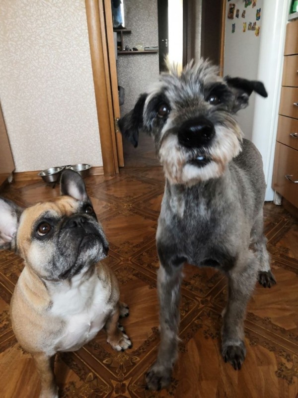 Create meme: the breed of miniature schnauzer, miniature schnauzer haircut, miniature schnauzer dog