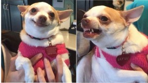 Create meme: chihua Hua meme, funny Chihuahua, Chihuahua dog