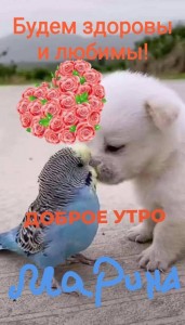 Create meme: cute animals, budgie, postcard