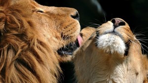 Create meme: lion and lioness love, lioness