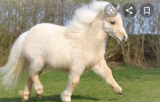 Create meme: Shetland pony breed, ponies are real white, Shetland pony roan