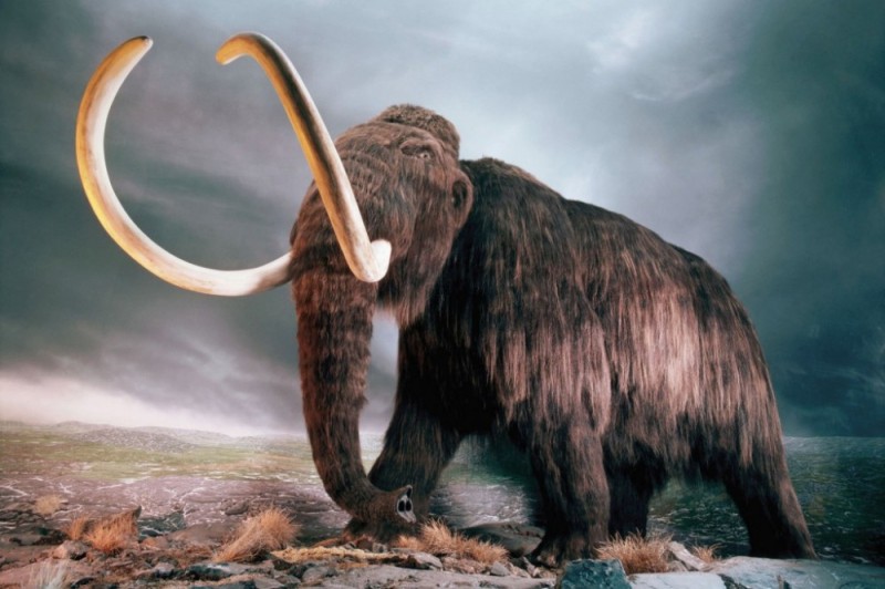 Create meme: mammoths, mammoths are extinct, why did mammoths become extinct