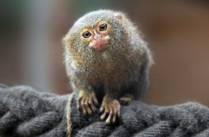 Create meme: pygmy marmoset