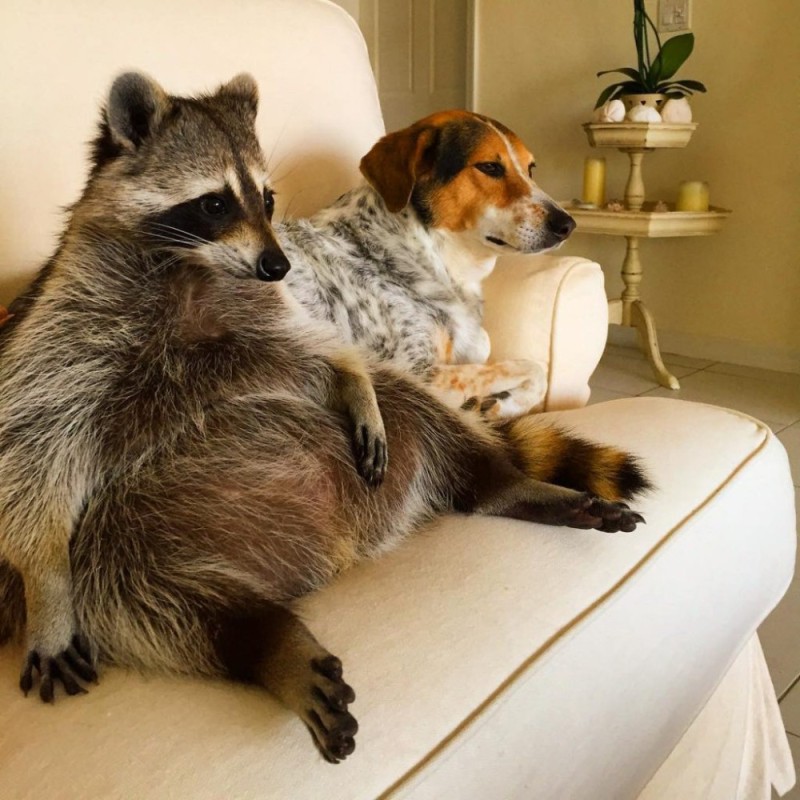 Create meme: raccoon at home, animals raccoon, raccoon 