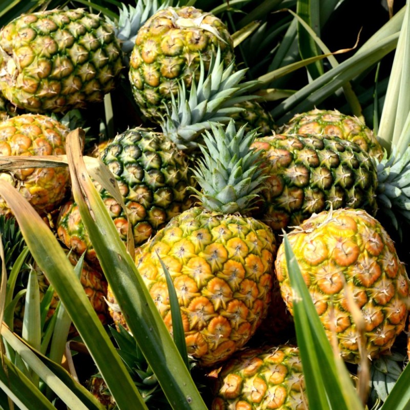 Создать мем: фрукт ананас, dunmore pineapple, ананас