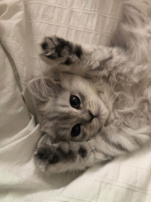Create meme: photos of cute cats, Scottish, cute kittens