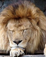 Create meme: Leo, lion, sad lion pictures