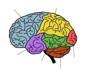 Создать мем: альбом головной мозг по анатомии человека для спо, cerebro, cerebrum