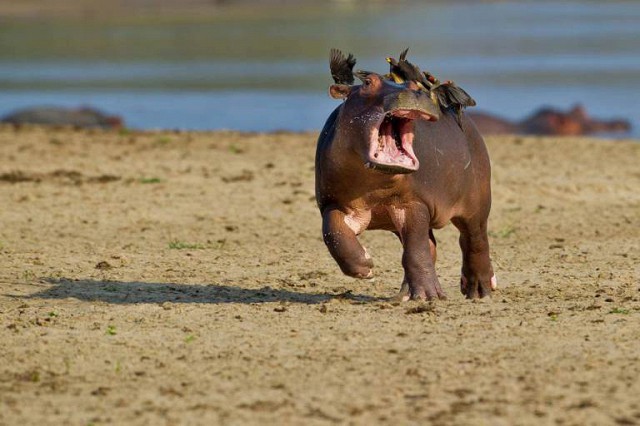 Create meme: Hippo , baby hippo, hippopotamus hippopotamus