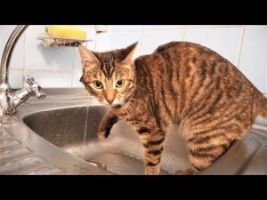 Create meme: the cat and the cat, Bengal cat in water, cats