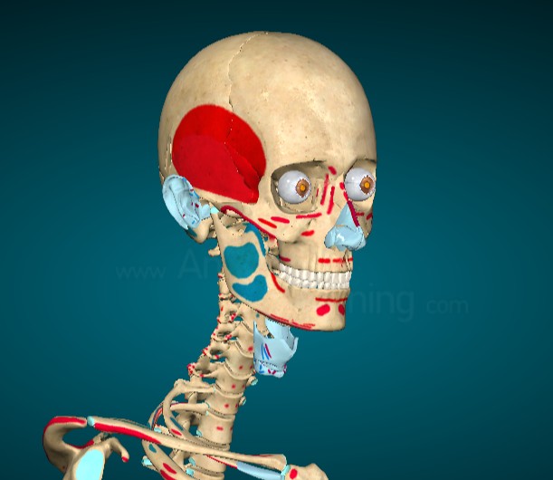 Create meme: skeleton anatomy, human skeleton, anatomical skeleton