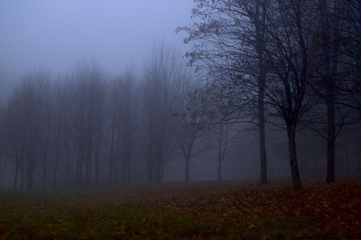 Create meme: nature fog, dark misty forest, fog 