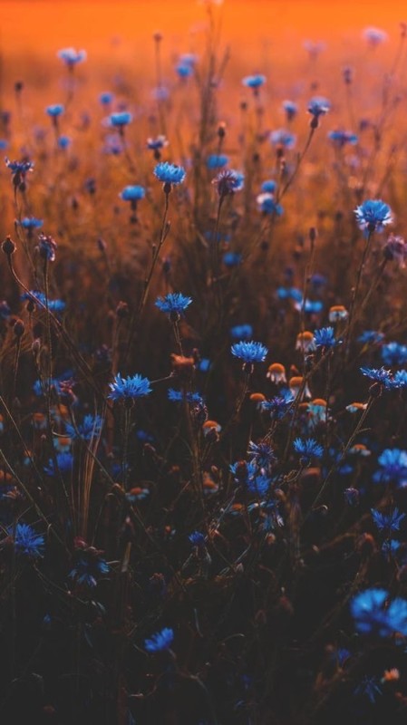 Создать мем: природа, цветок полевой, синий цвет в природе