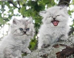 Create meme: photo of a cute angry kitten, evil kittens, evil kittens photos
