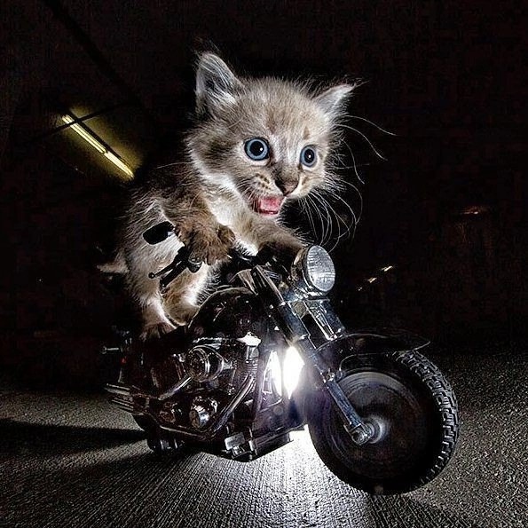 Create meme: cat on a motorcycle, cats racers, funny animals 
