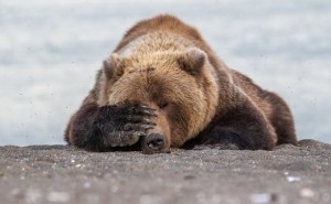 Создать мем: бурый медведь, камчатский бурый медведь, спящий медведь