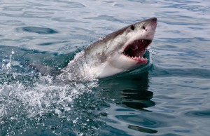 Create meme: great white shark photo, shark giant killer, a giant white shark