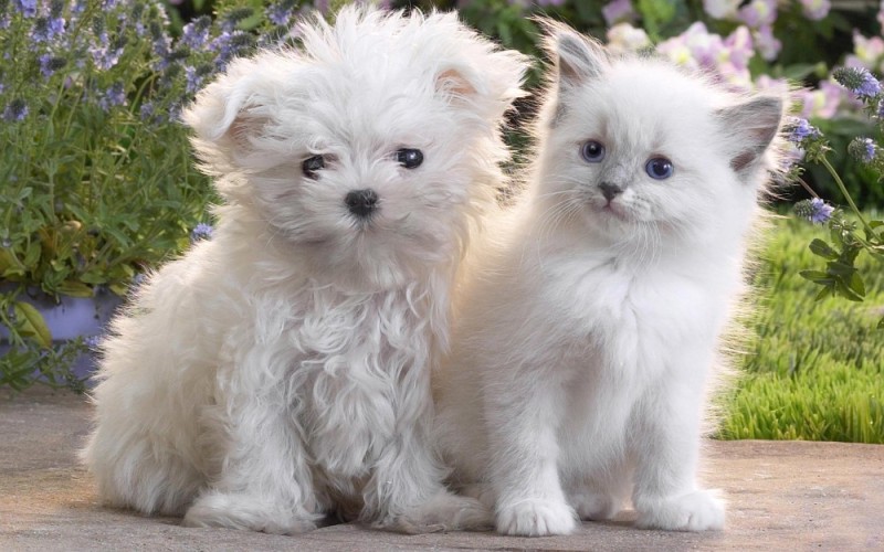 Create meme: kittens and puppies, white puppies, aesthetics of dogs and kittens