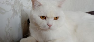 Создать мем: кошка, британский прямоухий кот белый, белый британский кот