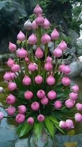 Create meme: tulips pink