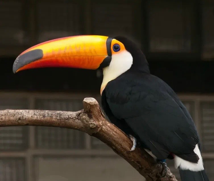 Create meme: lemon - throated toucan, Toucan , toucan bird