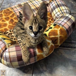 Create meme: Serval, cat breed Serval small, Serval kitten home