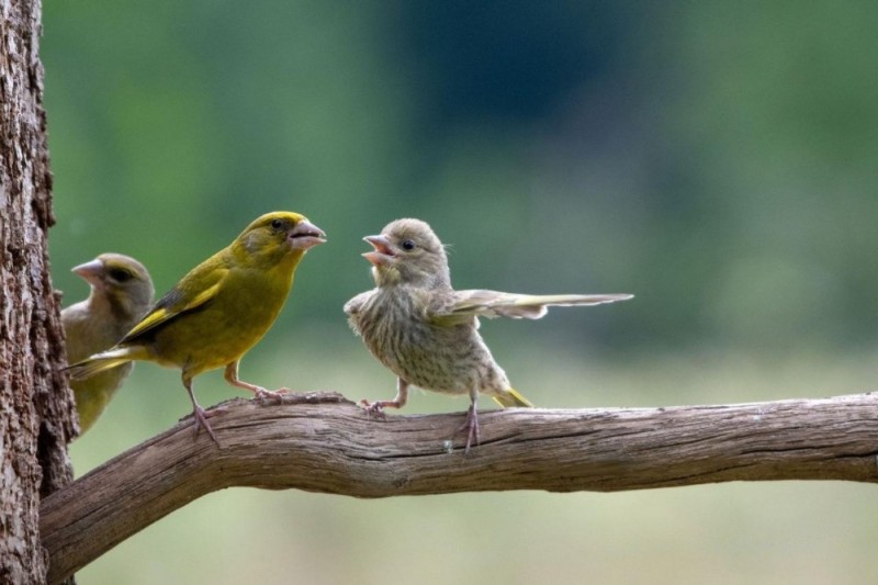 Create meme: the green bird, the common greenie, forest canary