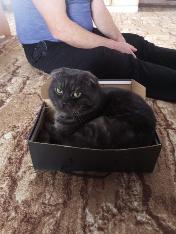 Создать мем: британский вислоухий кот, британская вислоухая короткошерстная черная, вислоухий кот