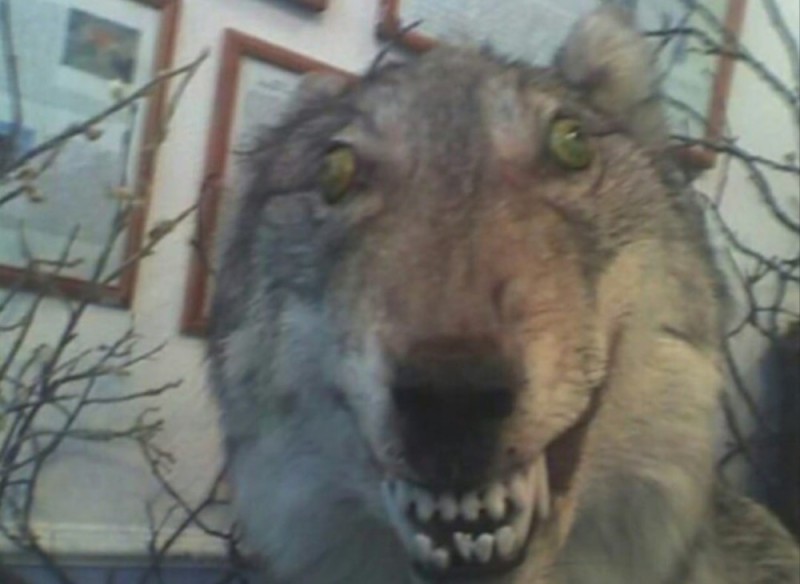 Create meme: demented wolves, The wolf is stuffed, memes wolf