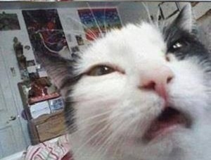 Create meme: stoned cat, cat sneezes meme, stoned cat meme