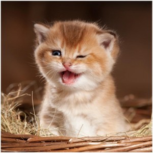 Create meme: cat, pictures of kittens, a cute cat picture