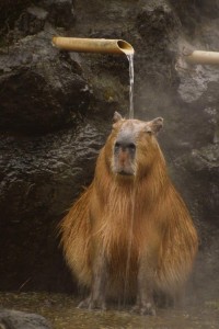 Create meme: Vdovenko capybara, capybara animal, the capybara