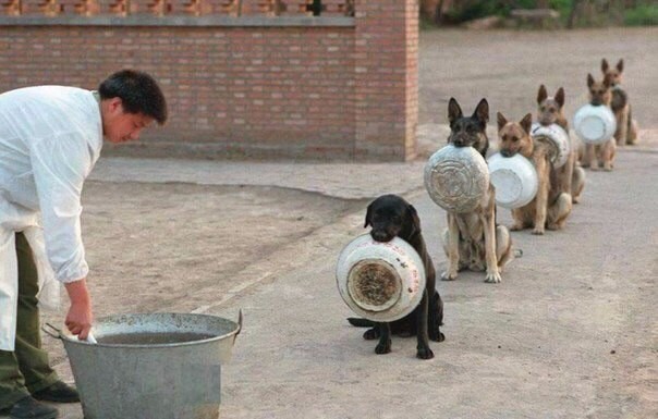 Create meme: police dogs in china in line for lunch, dogs with bowls in line, the dogs