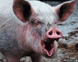 Create meme: dirty pig, pig, African swine fever