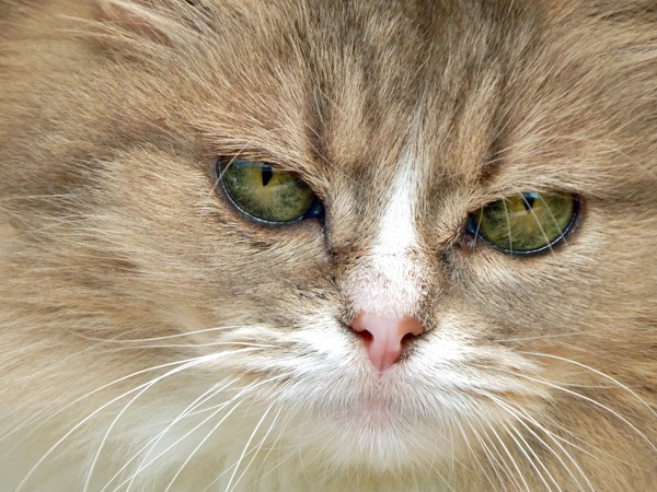 Create meme: Persian cat , sad cat , cat 