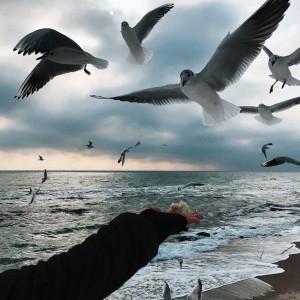 Создать мем: птицы над морем, чайки, чайки море любовь