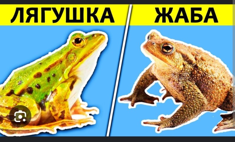 Создать мем: лягушка и жаба различия, лягушка и жаба сходства, обыкновенная жаба
