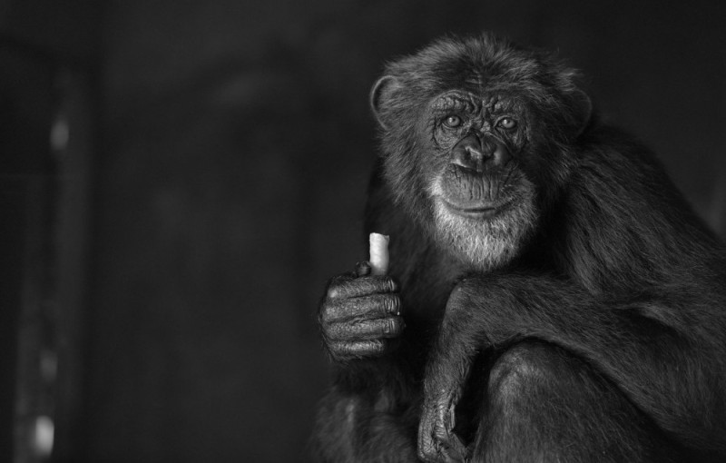 Create meme: a monkey with a cigarette, monkey on a black background, Smoking monkey