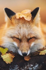 Create meme: Fox, Fox in the fall, Fox