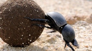 Создать мем: dung beetle, жук навозник прикол, навозный жук