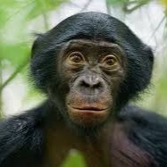 Создать мем: бонобо обезьяна, смешные рожи обезьян, бонобо (2014)