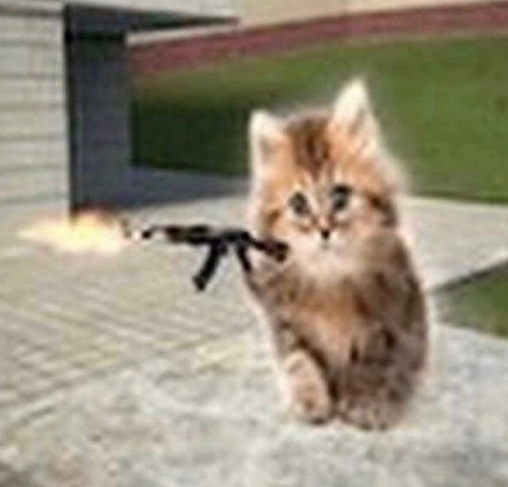 Create meme: cat , cats with machine guns, a cat with a gun