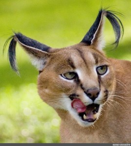 Create meme: Caracal, caracal slap, cat caracal