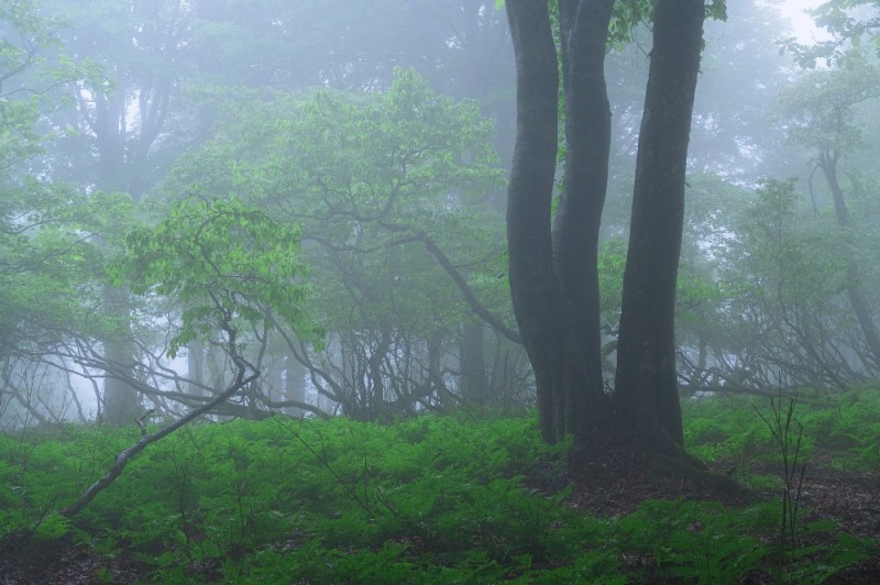Create meme: nature forest , forest , nature fog