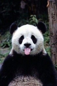Создать мем: китай панда, панда улыбается, медведь панда