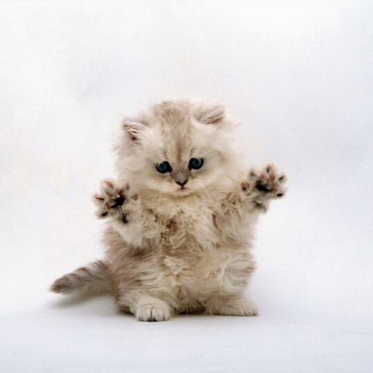 Create meme: white fluffy kitten, cute kittens , kittens are cute and fluffy