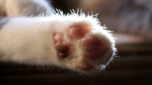 Создать мем: cat paw, мягкие лапки, кошка лапа